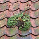 Bild, das die Unterbedeutung illustriert