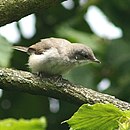 Bild, dat de Ünnerbedüden illustreert