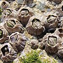 afbeelding, dat de onderbetekenis illustreerd