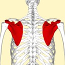 afbeelding, dat de onderbetekenis illustreerd
