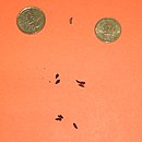 Bild, dat de Ünnerbedüden illustreert