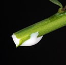 Bild, das die Unterbedeutung illustriert