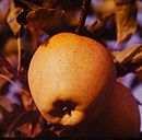 Bild, dat de Ünnerbedüden illustreert