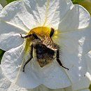 Bombus SNY02094 (51337141479).jpg